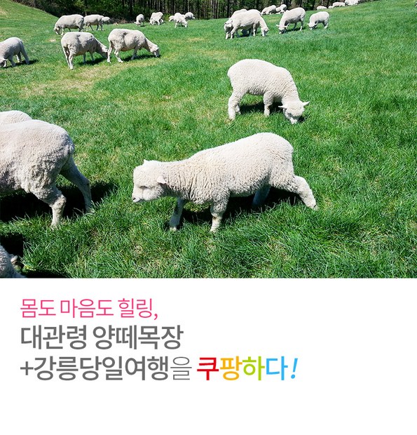 쿠팡 모바일 [대구出/강원]대관령양떼목장&강릉당일여행